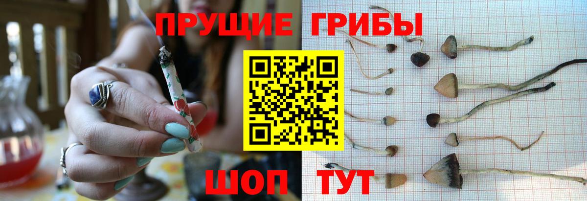 Галлюциногенные грибы Magic Shrooms  Вход с VPN  Щёлково  Псилоцибиновые грибы Psilocybe 